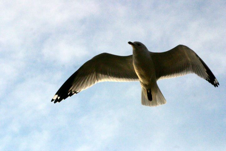 bird in flight